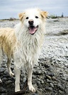 River Collie Dog