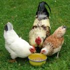 Rooster Hens Eating