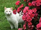 Roses Cat Pink