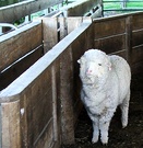 Shearing Yards Merino