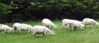 Sheep Grass Shorn