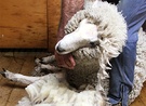 Sheep Shearer Face