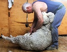 Sheep Shearer Woolly