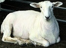 Shorn Pet Sheep