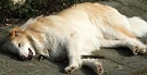 Sleepng Collie Dog