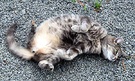 Stumpy Cat Tummy