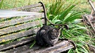 Tabby Park Bench