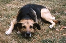 Tajwhatsadogtodo
