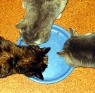 Three Cats Feeding