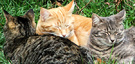 Three Foster Cats