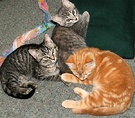 Three Kittens