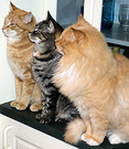 Three Moosey Cats