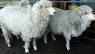 Three Sheep Woolly