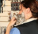 Vet Nurse Kitten