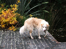 Wet Dog Decking