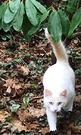 White Cat Rhododendron