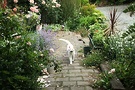 White Path Cat