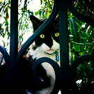 World Cat 4