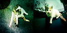 World Cats 1