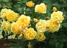 Yellow Roses English