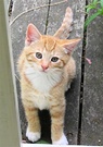 Young Kitten Ginger