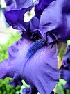All Blue Bearded Iris