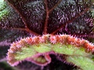 Begonia Leaf Close Up