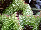 Begonia Leaf Spines