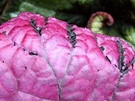 Begonia Purple Leaf