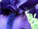 Blue Bearded Iris Detail