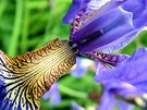 Blue Bearded Iris