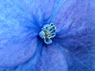 Blue Purple Flower