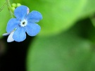 Blue Wild Flower