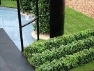 Buxus Sempervirens