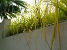 Carex Yellow