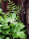 Chatham Island Forget Me Not