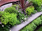 Cordyline Australis Foliage Border