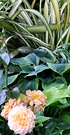 Cream Flax Hosta Leaves