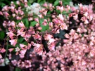 Delicate Pink Flowers