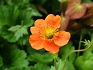 Orange Flower