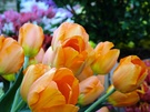 Orange Tulips