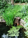 Overgrown Water Feature