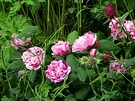 Striped Rose Thistle