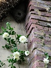 Swallows Nest Climbing Rose