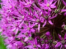 Tiny Purple Flowers