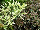 Variegated Foliage