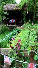 Vegetable Patch