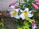 White Pink Lilies