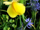 Yellow Iris Blue Flower
