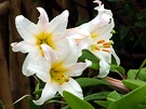 Yellow White Lilies